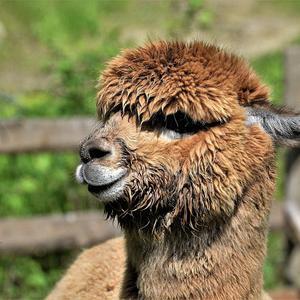 Alpaca